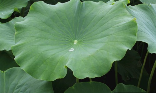 春节台北温度-春节期间台北人多吗网 - 为你提供春节去台湾旅游人多吗、台北现在穿什么衣服